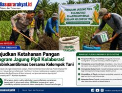 Bhabinkamtibmas dan Kelompok Tani Bersinergi, Program Jagung Pipil Dorong Ketahanan Pangan di Kuansing
