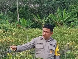 Polsek Singingi Lakukan Pengecekan Pekarangan Bergizi Tanaman Cabe di Desa Kebun Lado