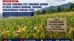 Polsek Singingi Monitoring Tanaman Jagung di Desa Sungai Bawang untuk Dukung Ketahanan Pangan