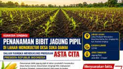 Penanaman Bibit Jagung Pipil di Desa Suka Damai Dukung Program Asta Cita Presiden RI