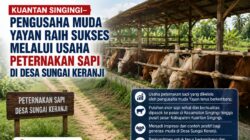 Pengusaha Muda Desa Sungai Keranji Sukses Kembangkan Peternakan Sapi, Jadi Inspirasi Generasi Muda
