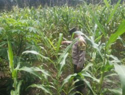 Polsek Singingi Cek Tanaman Jagung Manis di Desa Logas Hilir, Dukung Program Asta Cita Presiden
